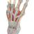 Hand Skeleton Model with Ligaments & Muscles, 1000358 [M33/1], Arm and Hand Skeleton Models (Small)