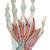 Hand Skeleton Model with Ligaments & Muscles, 1000358 [M33/1], Joint Models (Small)