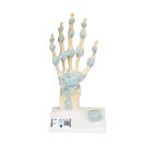 Modelo del esqueleto de la mano con ligamentos y túnel carpiano, 1000357 [M33], Modelos de esqueleto de brazo y mano