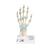 손 골격 모형 : 인대,손목터널 포함 Hand Skeleton Model with Ligaments and Carpal Tunnel, 1000357 [M33], 관절 모형 (Small)