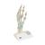 Hand Skeleton Model with Ligaments & Carpal Tunnel, 1000357 [M33], Joint Models (Small)