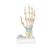 손 골격 모형 : 인대,손목터널 포함 Hand Skeleton Model with Ligaments and Carpal Tunnel, 1000357 [M33], 관절 모형 (Small)