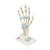 손 골격 모형 : 인대,손목터널 포함 Hand Skeleton Model with Ligaments and Carpal Tunnel, 1000357 [M33], 관절 모형 (Small)