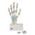 손 골격 모형 : 인대,손목터널 포함 Hand Skeleton Model with Ligaments and Carpal Tunnel, 1000357 [M33], 관절 모형 (Small)