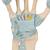 Hand Skeleton Model with Ligaments & Carpal Tunnel, 1000357 [M33], Joint Models (Small)