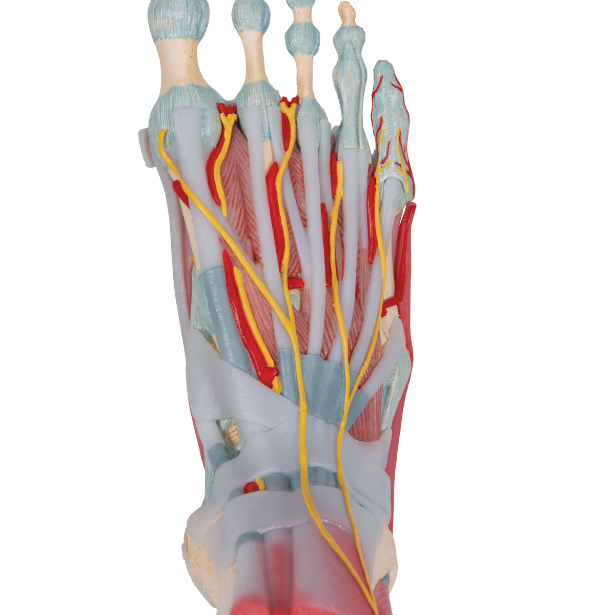 Anatomical Teaching Models Plastic Human Joint Models Foot Skeleton Model With Ligaments And Muscles