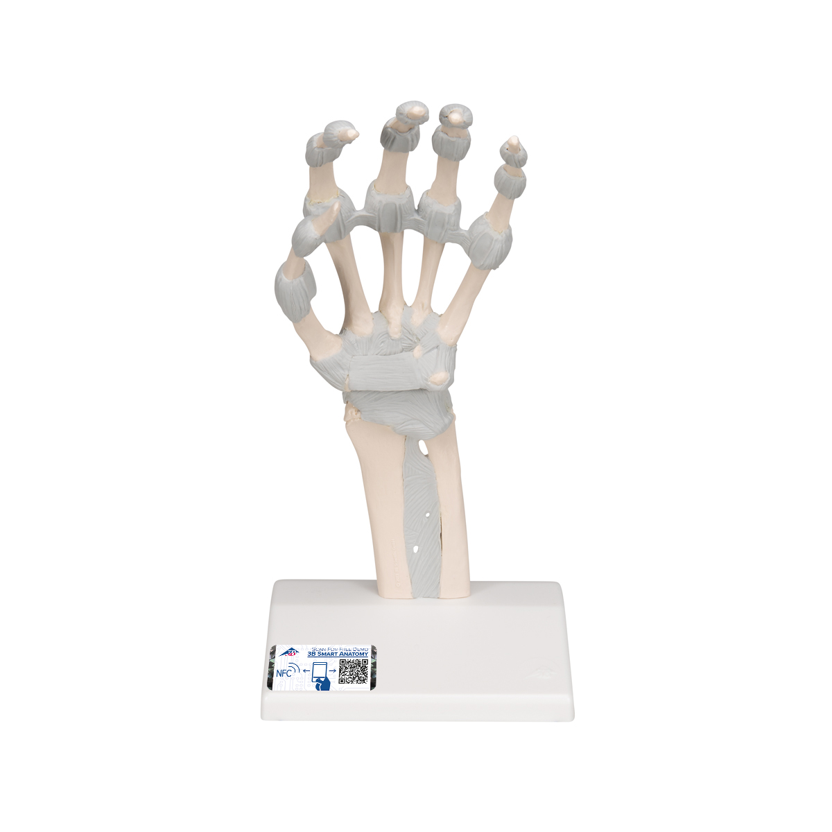 Hand Skeleton Model With Elastic Ligaments 3b Smart Anatomy M36