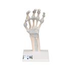 Huesos de la mano, con ligamentos elásticos, 1013683 [M36], Modelos de esqueleto de brazo y mano