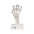 Hand Skeleton Model with Elastic Ligaments, 1013683 [M36], Arm and Hand Skeleton Models (Small)