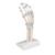 Hand Skeleton Model with Elastic Ligaments, 1013683 [M36], Arm and Hand Skeleton Models (Small)