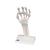 Hand Skeleton Model with Elastic Ligaments, 1013683 [M36], Arm and Hand Skeleton Models (Small)