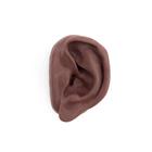 3B Acupuncture Ear, left, dark skin, 1024390 [N15/1LD], Ear Models