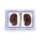 Acupuncture Ear, left and right, dark skin, 1024485 [N15D], Anatomical Models