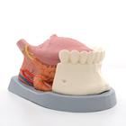 Tongue Model, 2.5 times Life-Size, 4 part, 1002502 [T12010], Dental Models