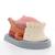 Tongue Model, 2.5 times Life-Size, 4 part, 1002502 [T12010], Dental Models (Small)