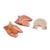 Tongue Model, 2.5 times Life-Size, 4 part, 1002502 [T12010], Dental Models (Small)