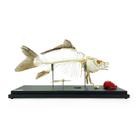 Carp Skeleton (Cyprinus carpio), Specimen, 1025473 [T300012], Veterinary Simulation