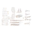 Rabbit skeleton (Oryctolagus cuniculus var. Domestica), disarticulated, 1020986 [T30008U], 啮齿动物