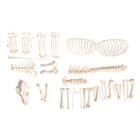 Dog skeleton (Canis lupus familiaris), size L, disarticulated, 1020993 [T300091LU], 食肉动物
