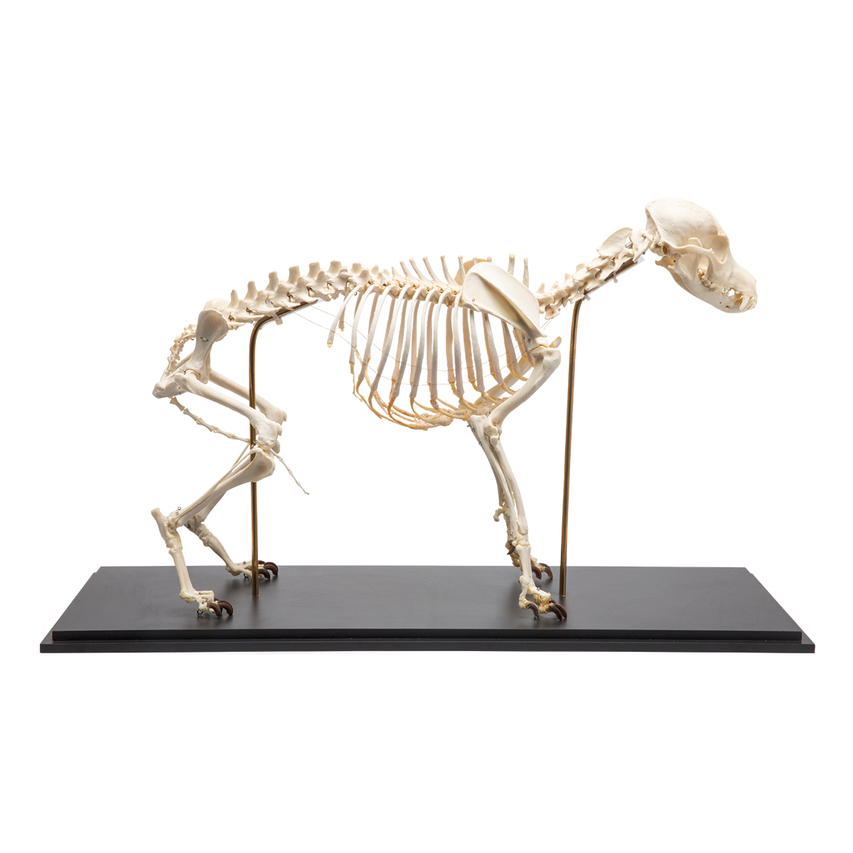 Dog Canine Skeleton, 1 - Kroger