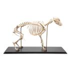 Dog Skeleton (Canis lupus familiaris), Size M, Specimen, 1020988 [T300091M], 포식동물