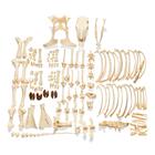 Bovine Cow skeleton (Bos taurus), without horns, disarticulated, 1020975 [T300121w/oU], 农场动物