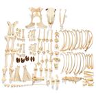 Bovine Cow skeleton (Bos taurus), with horns, disarticulated, 1020976 [T300121wU], 骨学