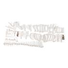 Скелет домашней свиньи (Sus scrofa ­domesticus), женщина, разобранный, 1020997 [T300131FU], Кости и скелеты животных