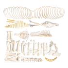 Скелет лошади (Equus ferus caballus), конь, разобранный, 1021004 [T300141fU], Кости и скелеты животных