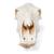 Череп коровы (Bos taurus), без рогов, препарат, 1020977 [T300151w/o], Скелеты сельскохозяйственных животных (Small)