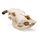 Bovine skull (Bos taurus), with horns, specimen, 1020978 [T300151w], 偶蹄动物