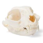 Cat Skull (Felis catus), Specimen, 1020972 [T300201], 口腔