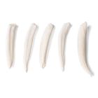 Tooth Types of Different Mammals (Mammalia), 1021044 [T300291], 比较解剖学