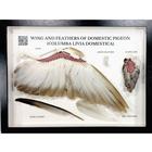 Pigeon Wing and Feathers (Columba livia domestica), Specimen, 1021041 [T300331], Ornithology (Ornithology)