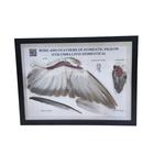 Pigeon Wing and Feathers (Columba palumbus), Specimen, 1021041 [T300331], Ornithology (Ornithology)