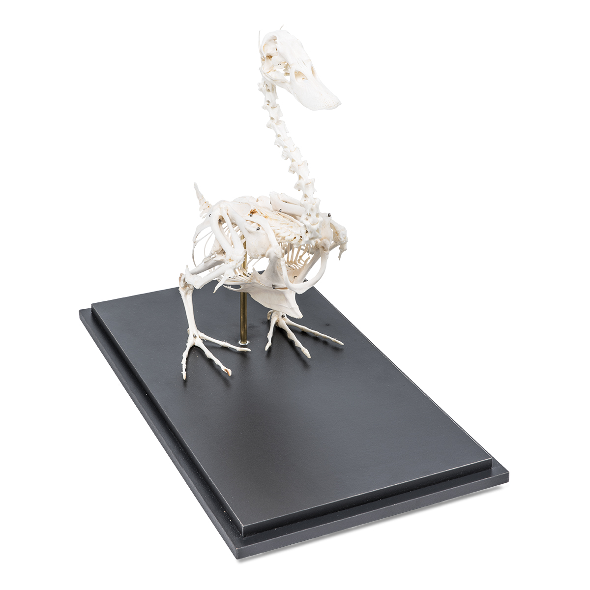 Mallard Duck skeleton (Anas platyrhynchos) - 1002558 - T30035 ...