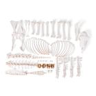 Скелет домашней овцы (Ovis aries), баран, разобранный, 1021027 [T300361mU], Кости и скелеты животных