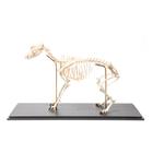 Dog Skeleton (Canis lupus familiaris), Size M, Flexibly Mounted, Specimen, 1020990 [T300401M], 포식동물