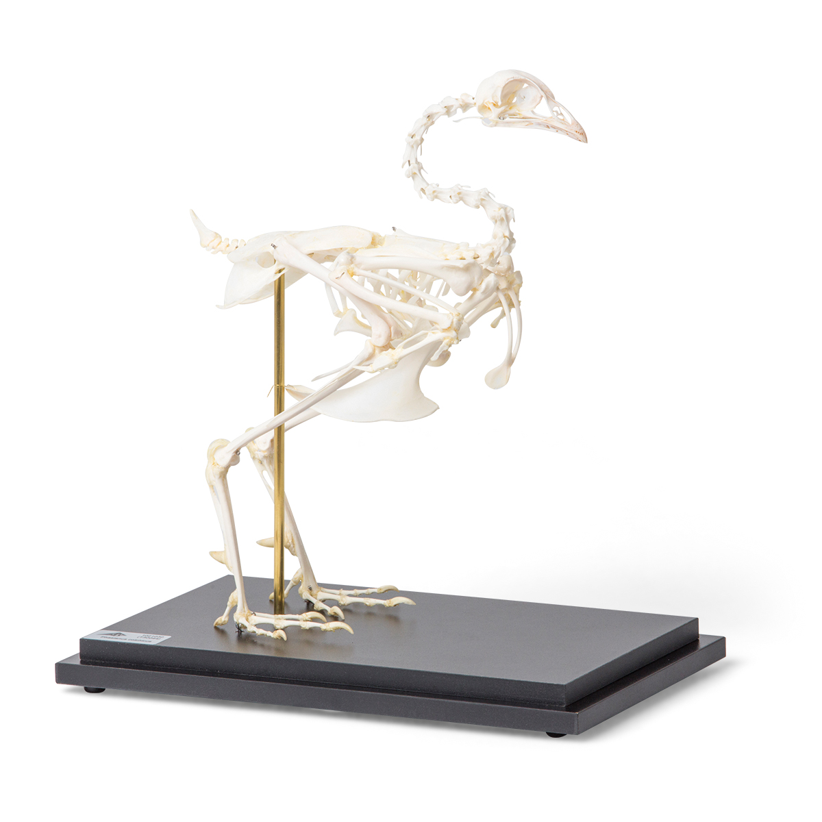 Pheasant skeleton (Phasianus colchicus), articulated - 1021030 ...