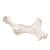 Horse (Equus ferus caballus), pelvis, 1021056 [T30060], 骨学 (Small)