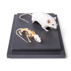 Мышь и скелет мыши (Mus musculus) под стеклянным колпаком, препарат, 1021039 [T310011], Дополнительная комплектация