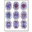 Mitosis STICKYchart™ 
, V12049S, Mitosis y Meiosis