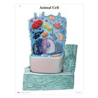 The Animal Cell STICKYchart™, V1R04S, Láminas