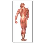 Анатомический плакат "Мышцы человека, вид сзади", 1001153 [V2005M], Плакаты по мышечной системе