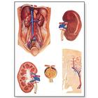 Lehrtafel - Die Niere, 4006523 [V2013U], Anatomische Lehrtafeln