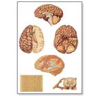 Анатомический плакат "Центральная нервная система человека (ЦНС)", 4006536 [V2034U], Плакаты по мозгу и нервной системе