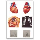Lehrtafel - Das Herz I, Anatomie, 4006552 [V2053U], Anatomische Lehrtafeln