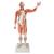 Life-Size Human Male Muscular Figure, 37 part, 1001235 [VA01], Muscle Models (Small)