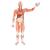 Life-Size Human Male Muscular Figure, 37 part, 1001235 [VA01], Muscle Models (Small)