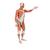 Мужская фигура с мышцами, в натуральную величину, 37 частей - 3B Smart Anatomy, 1001235 [VA01], Модели мускулатуры человека и фигуры с мышцами (Small)